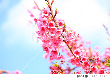 cherry blossom cherry blossom 11694742