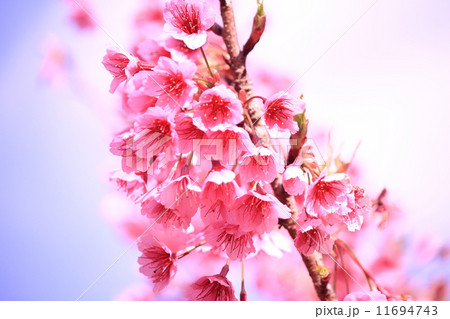 cherry blossom cherry blossom 11694743
