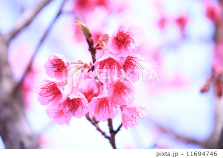 pink sakura pink sakura 11694746
