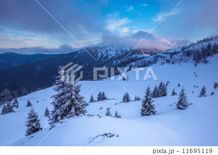 Trees Trees 11695119