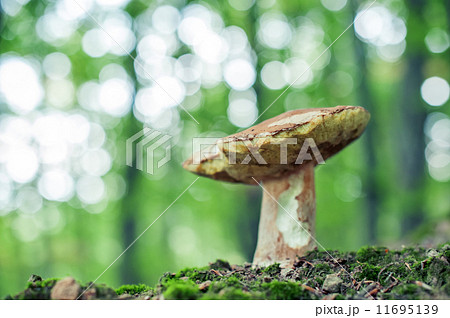 mushroom mushroom 11695139