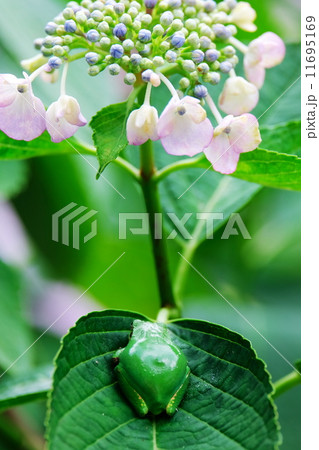 紫陽花 11695169