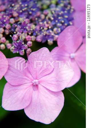 紫陽花 紫陽花 11695173