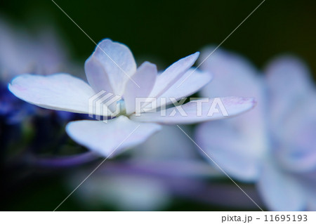 紫陽花 紫陽花 11695193