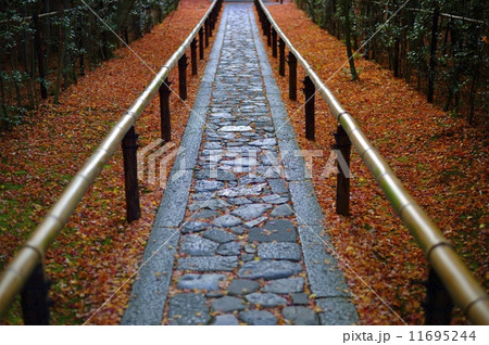 大徳寺　高桐院　参道 11695244