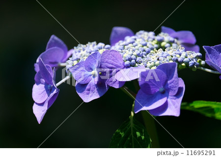 紫陽花 11695291