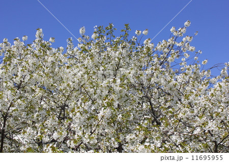 花 桜 空 4月 白 花 桜 空 4月 白 11695955