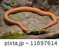 ニホンマムシ 11697614