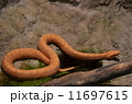 ニホンマムシ 11697615