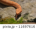 ニホンマムシ 11697616