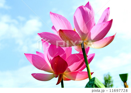 蓮の花 蓮の花 11697728