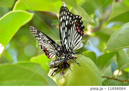 アカボシゴマダラ蝶 11698064