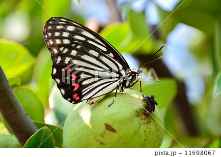 アカボシゴマダラ蝶 アカボシゴマダラ蝶 11698067