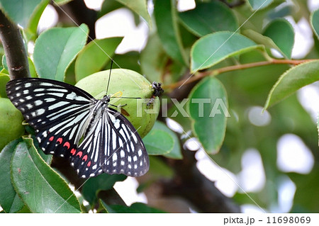 アカボシゴマダラ蝶 アカボシゴマダラ蝶 11698069