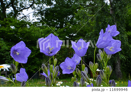 Bluebells closeup 11699946