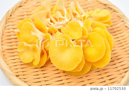 キノコの、たもぎ茸（だけ）。 11702530