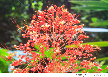 Clerodendrum Paniculatum or Pagoda Flower 11702795