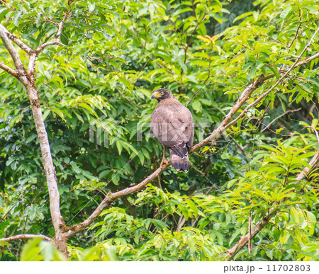 Crested Serpent Eagle resting on a perch 11702803