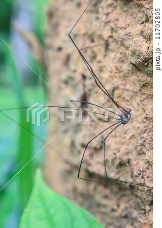 Harvestman spider or daddy longlegs close up on tree Harvestman spider or daddy longlegs close up on tree 11702805