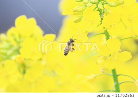 菜の花とミツバチ 11702863