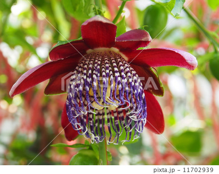 パッシフロラ・アラタ パッシフロラ・アラタ 11702939