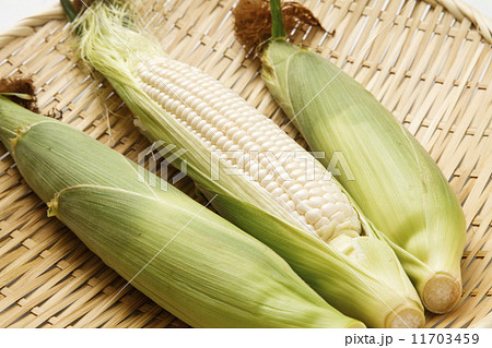 ホワイトコーン 11703459