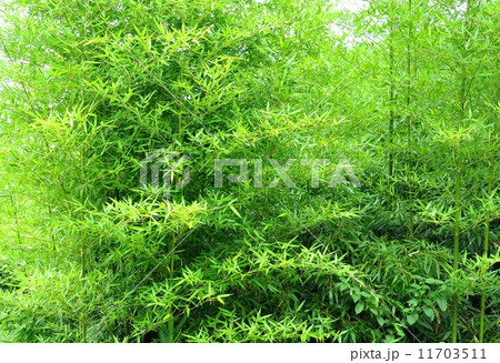 マダケ マダケ 11703511