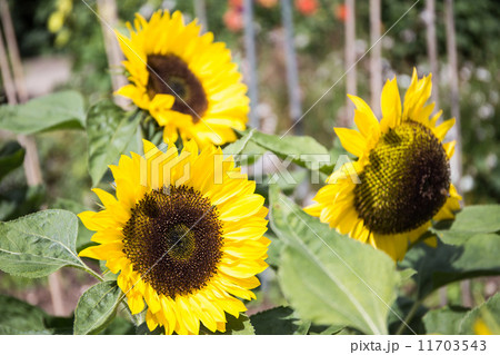 HALL PLACEイングリッシュガーデン 11703543