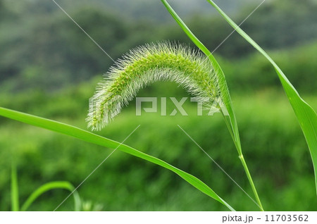 アキノエノコログサ 11703562