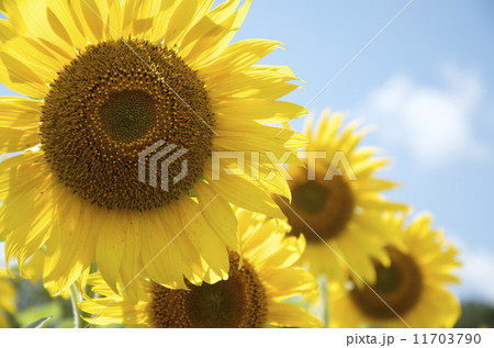 向日葵 向日葵 11703790