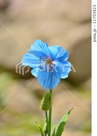 青いけしの花 青いけしの花 11703823