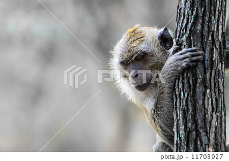 Baby monkey climbing tree in Thailand. 11703927