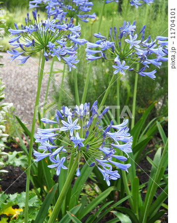 アガパンサス 11704101