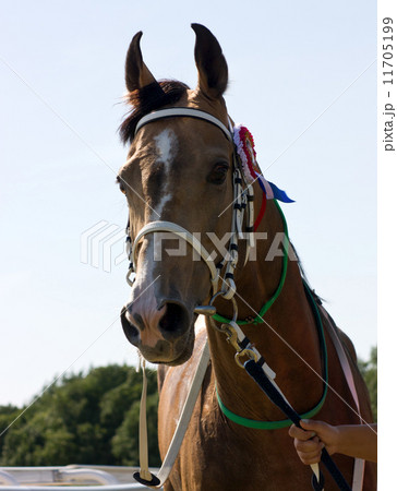 Portrait of horse. 11705199