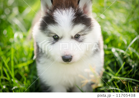 Cute puppy hiding on grass 11705438