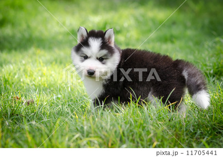 Cute puppy hiding on grass 11705441