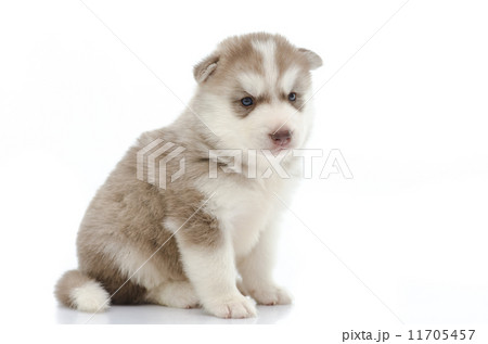 Cute puppy hiding on grass Cute puppy hiding on grass 11705457