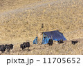 yaks at the nomad tent 11705652