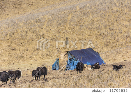 yaks at the nomad tent 11705652