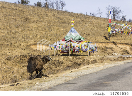 yak and prayer flags 11705656