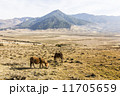horses in the valley 11705659