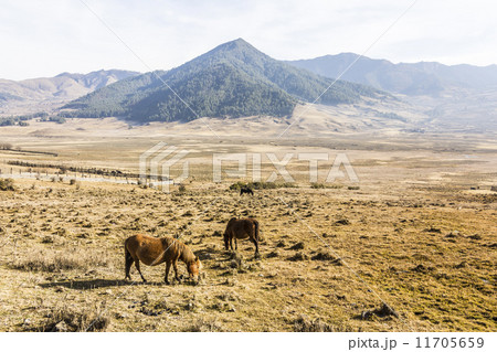 horses in the valley 11705659