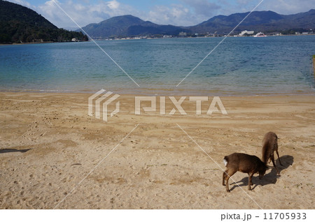 鹿と海 鹿と海 11705933