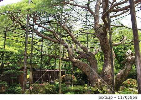 宝泉院 宝泉院 11705968