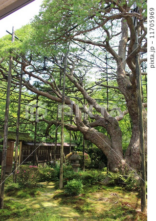 宝泉院 宝泉院 11705969
