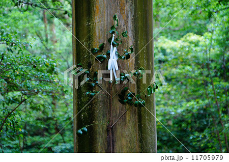 紙垂 紙垂 11705979