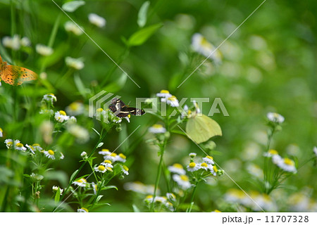 サカハチチョウ 11707328
