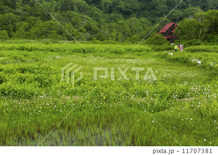 栂池自然園 11707381
