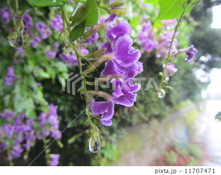 屋久島の花 11707471