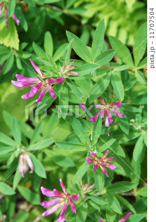 シャジクソウ 11707504